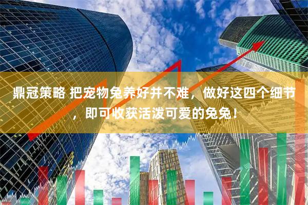 鼎冠策略 把宠物兔养好并不难，做好这四个细节，即可收获活泼可爱的兔兔！