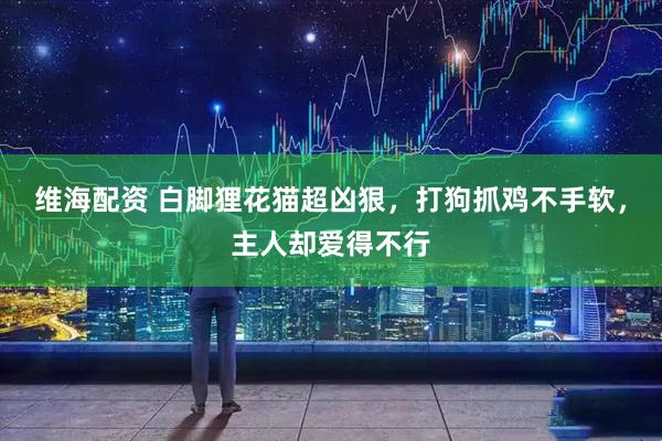维海配资 白脚狸花猫超凶狠，打狗抓鸡不手软，主人却爱得不行